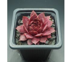 Sempervivum TINNER BELL