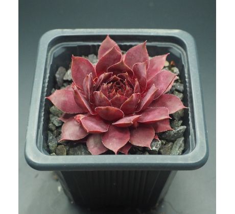 Sempervivum TINNER BELL