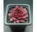 Sempervivum TINNER BELL