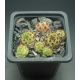 Sempervivum TOUR DE FORCE A