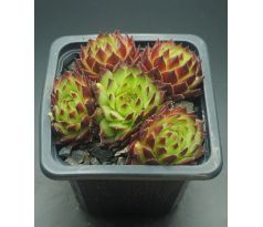 Sempervivum T`POL