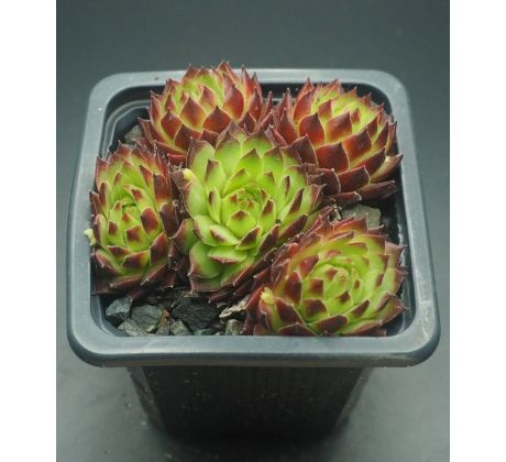 Sempervivum T`POL