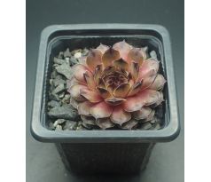 Sempervivum TRISTESSE