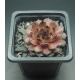 Sempervivum TRISTESSE