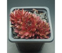 Sempervivum TROPENNACHT