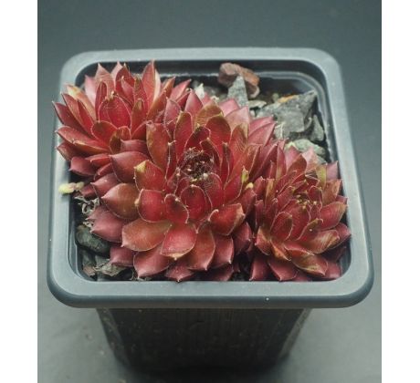 Sempervivum TROPENNACHT