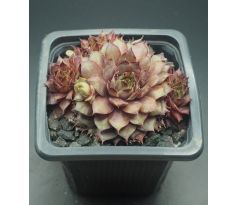 Sempervivum VALLEY OF ROCK