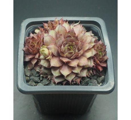 Sempervivum VALLEY OF ROCK