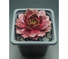 Sempervivum CASCADE