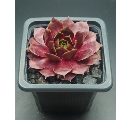 Sempervivum CASCADE