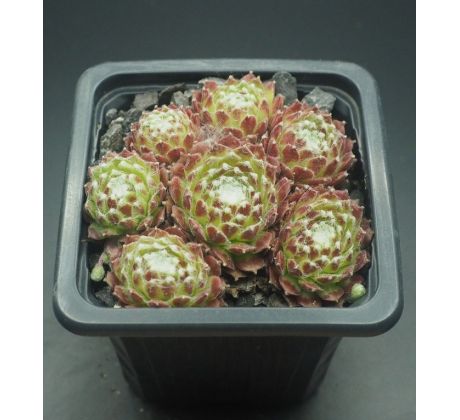 Sempervivum WEB OF INTREGE