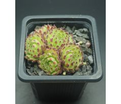 Sempervivum WEITBLICK