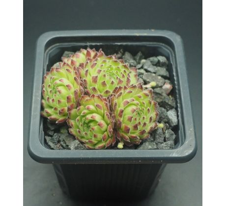 Sempervivum WEITBLICK