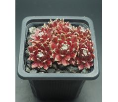 Sempervivum WHITE BOUGUET