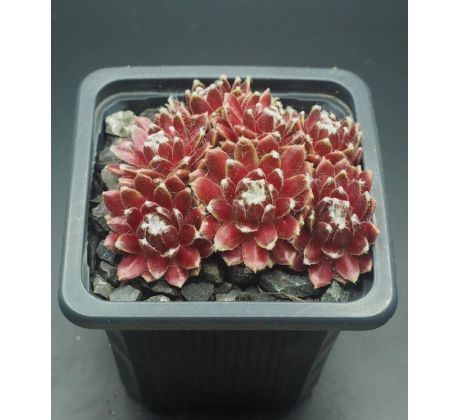 Sempervivum WHITE BOUGUET