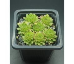 Sempervivum WINDSTILLE