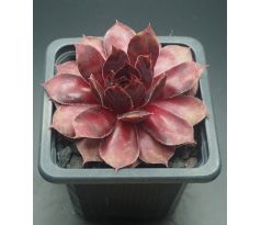 Sempervivum XANA