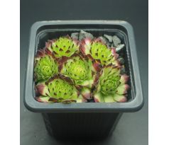 Sempervivum EMMCHEN typ 2