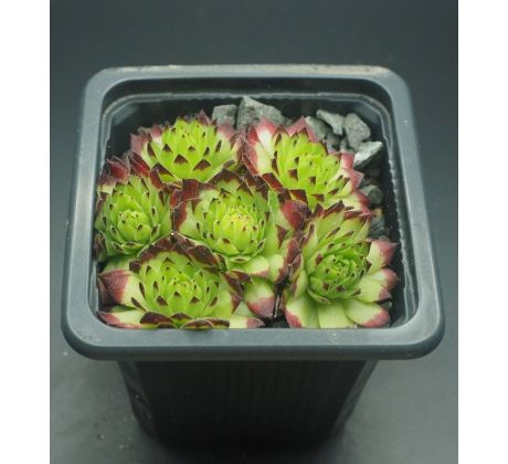 Sempervivum EMMCHEN typ 2