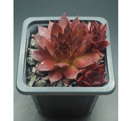 Sempervivum FEUERLICHT