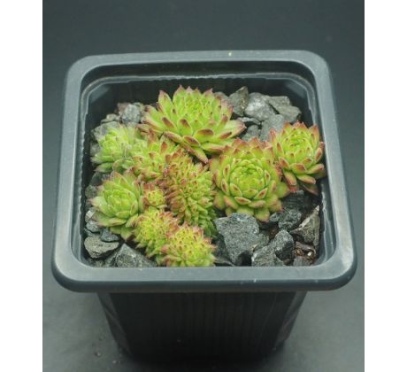 Sempervivum ZEITPUNKT