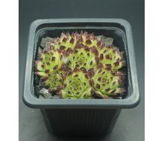 Sempervivum ZEITSPRUNG