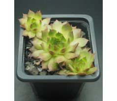 Sempervivum FEUEROPAL