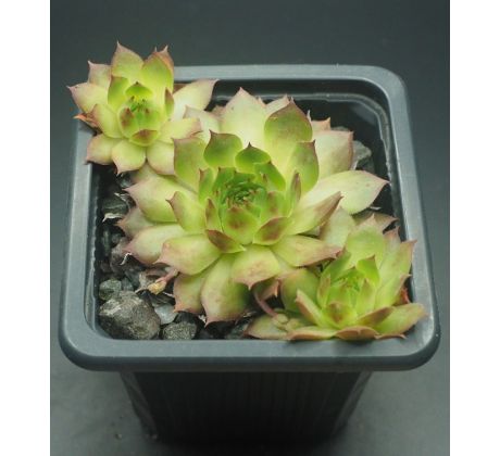 Sempervivum FEUEROPAL