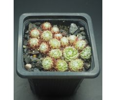 Sempervivum ZILVER BARONES