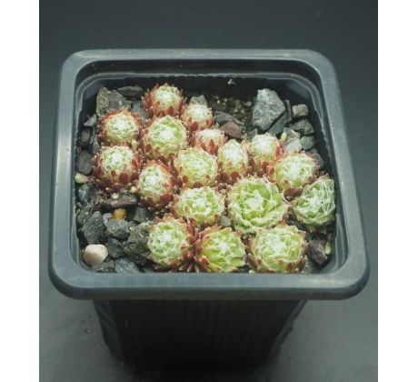 Sempervivum ZILVER BARONES