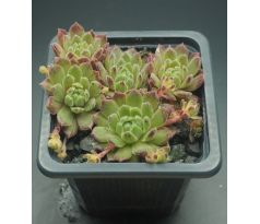 Sempervivum ARTIST