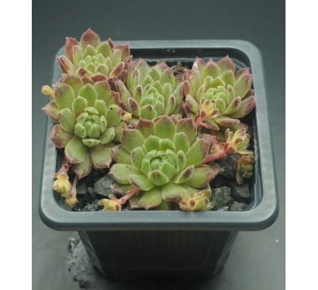 Sempervivum ARTIST