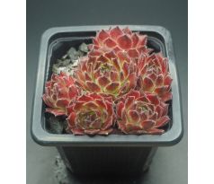 Sempervivum ASHANTI