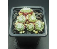 Sempervivum BASCOUR ZILVER