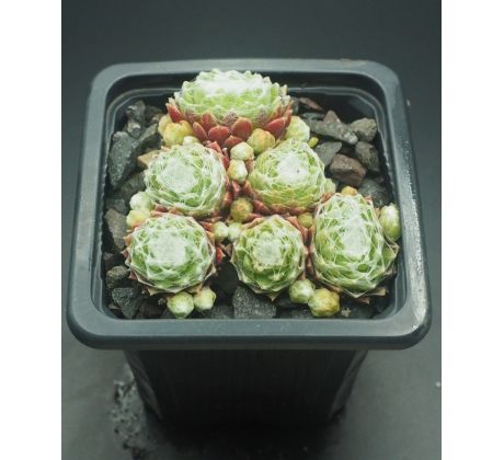 Sempervivum BASCOUR ZILVER