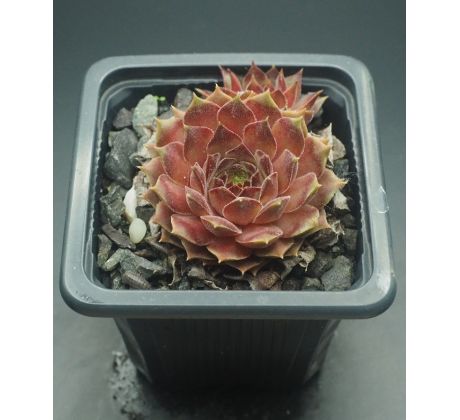 Sempervivum BAX