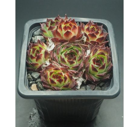 Sempervivum BEATRIX BODMEIER