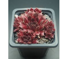 Sempervivum ANDROMEDA