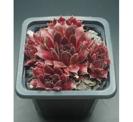 Sempervivum ANDROMEDA