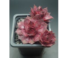 Sempervivum ANN-BERRY