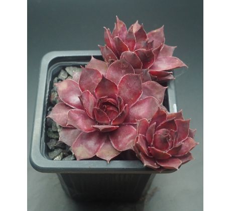 Sempervivum ANN-BERRY