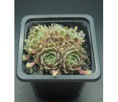 Sempervivum ARTISCHICKE