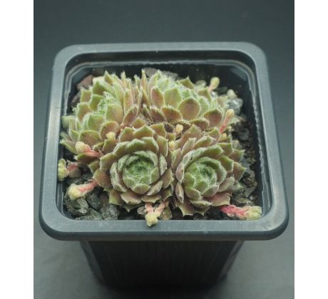 Sempervivum ARTISCHICKE