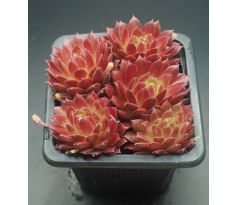 Sempervivum BLICKFANG