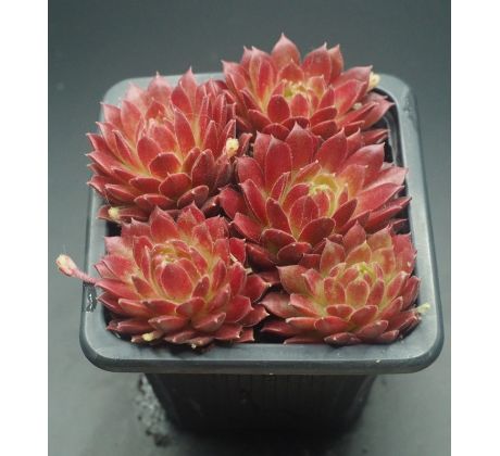 Sempervivum BLICKFANG