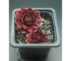 Sempervivum BLOOD OF WINTER