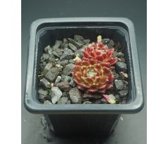 Sempervivum BLUTSTROPF