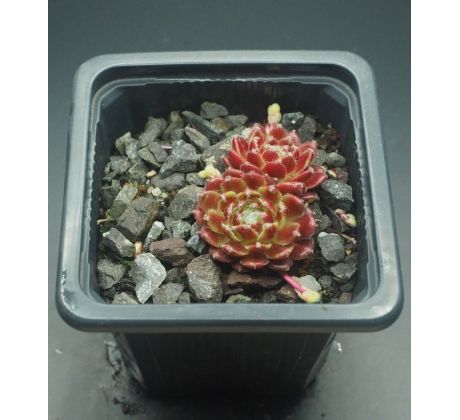 Sempervivum BLUTSTROPF