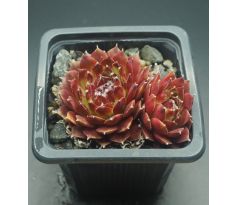 Sempervivum BOLD CHICK