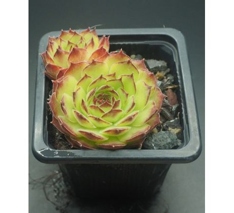 Sempervivum BRAND NEW HEAVIES